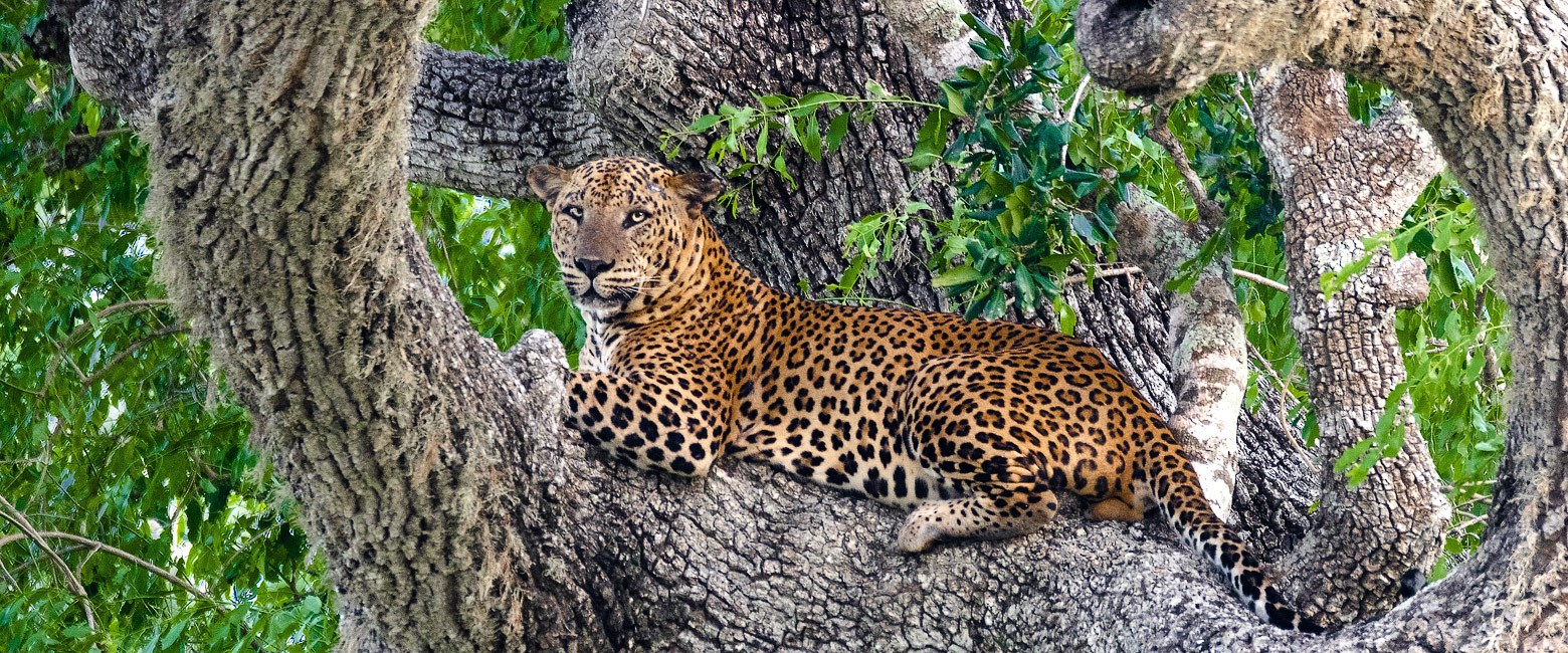let us know your thoughts about Sri Lanka and we will help you create the perfect trip