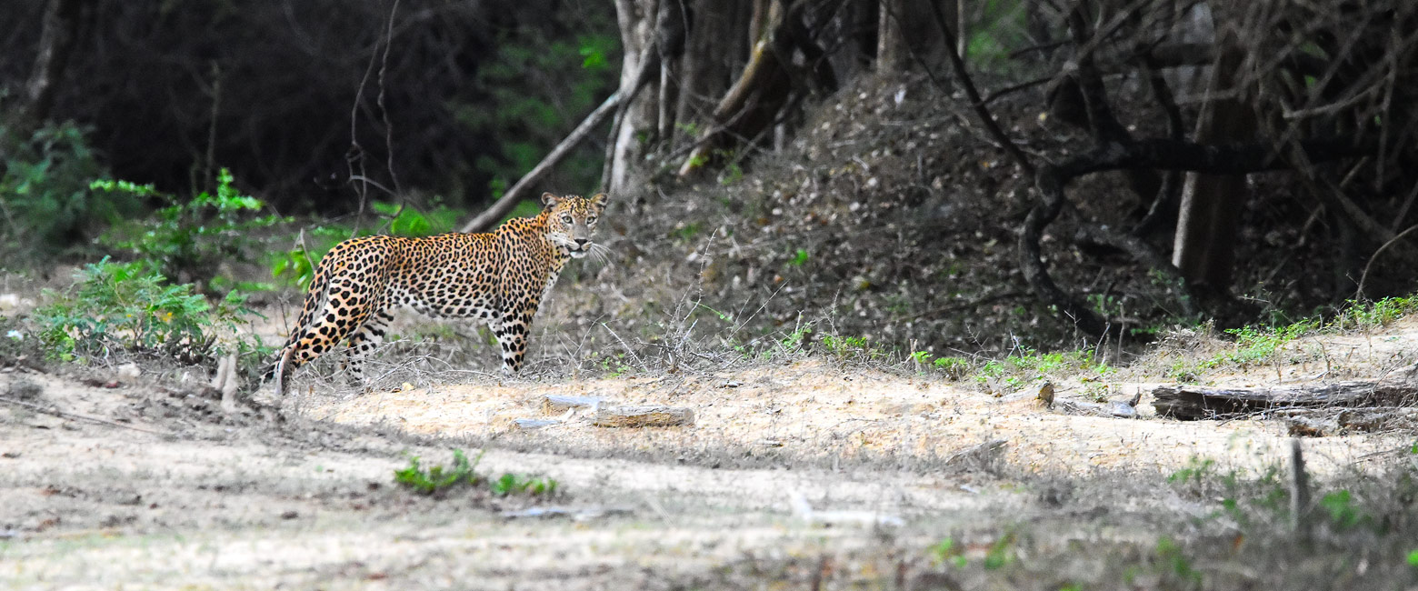 let us know your thoughts about Sri Lanka and we will help you create the perfect safari
