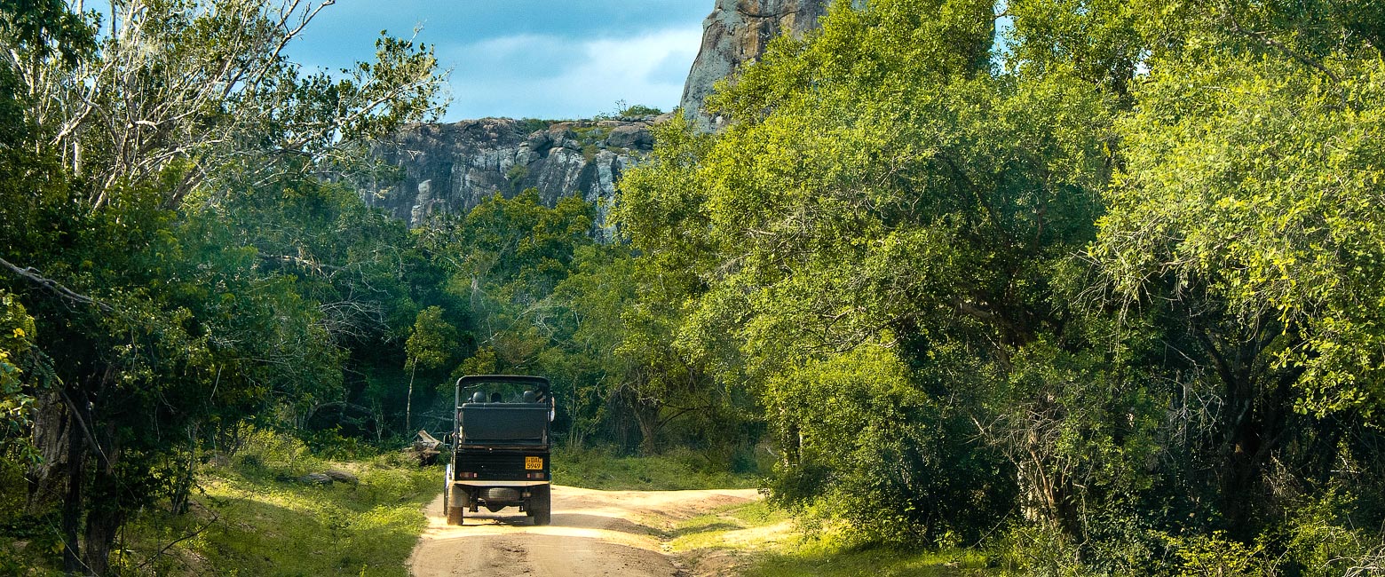 let us know your thoughts about Sri Lanka and we will help you create the perfect safari
