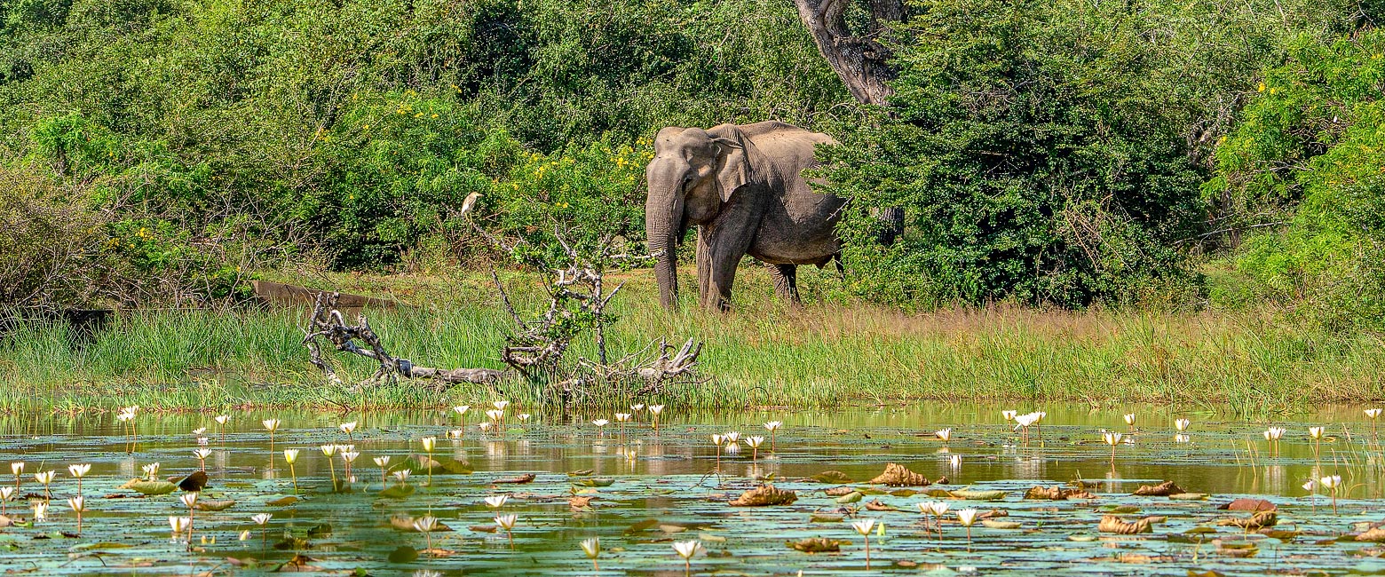 let us know your thoughts about Sri Lanka and we will help you create the perfect safari