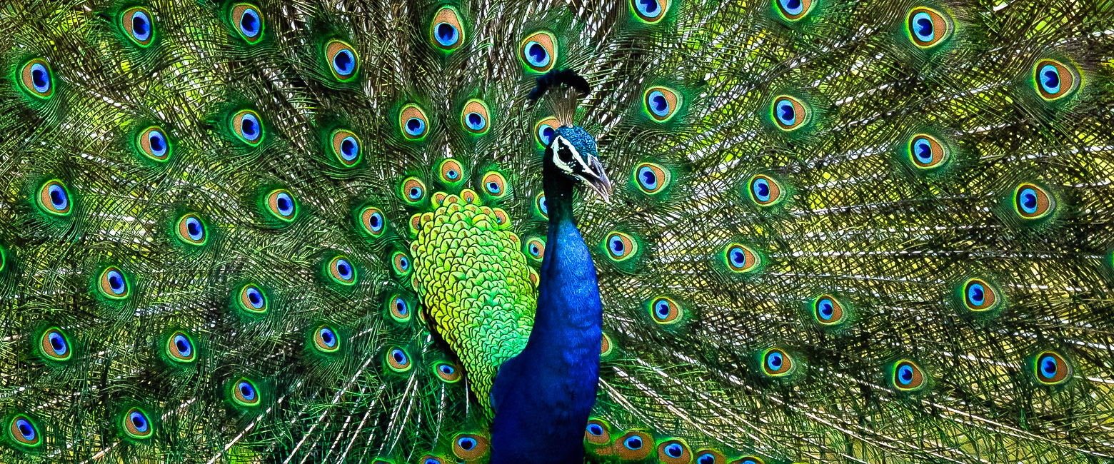 let us know your thoughts about Sri Lanka and we will help you create the perfect safari