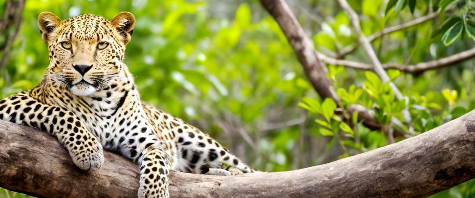 let us know your thoughts about Sri Lanka and we will help you create the perfect safari