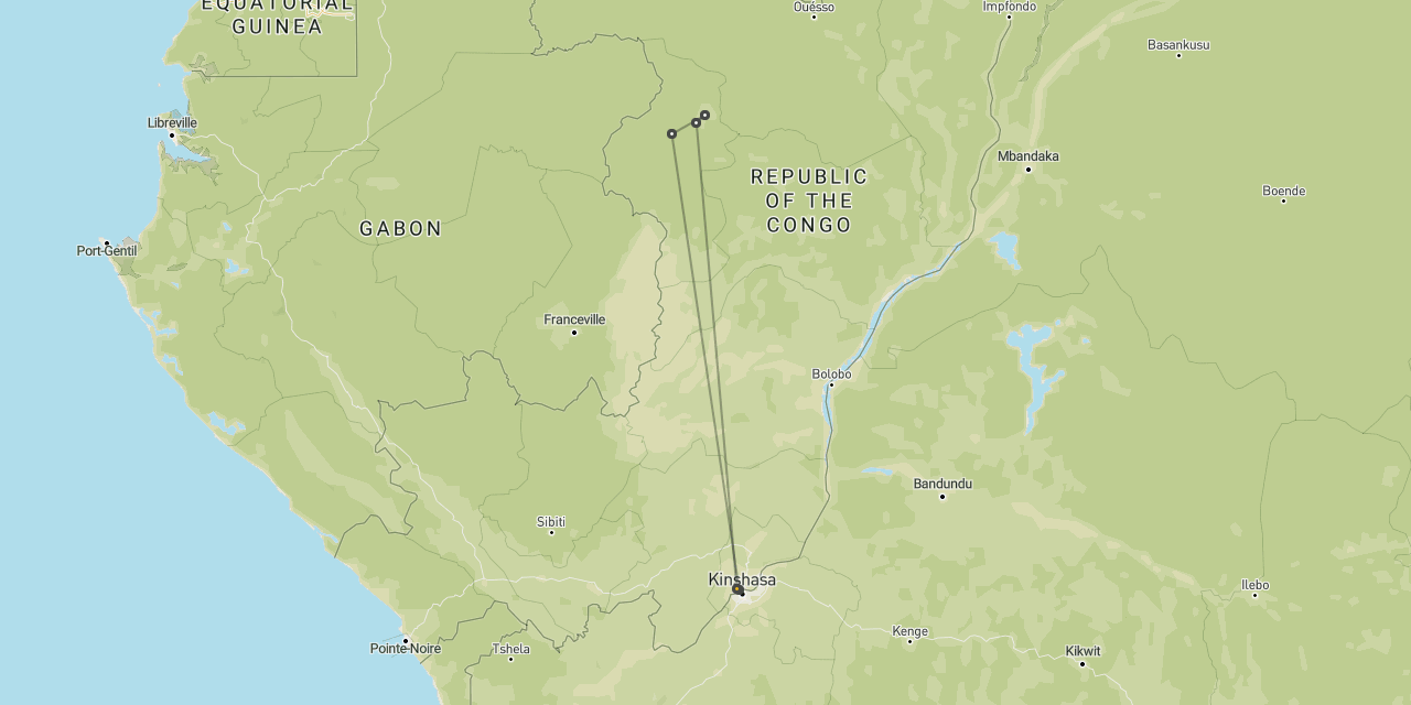 Gorillas in Congo