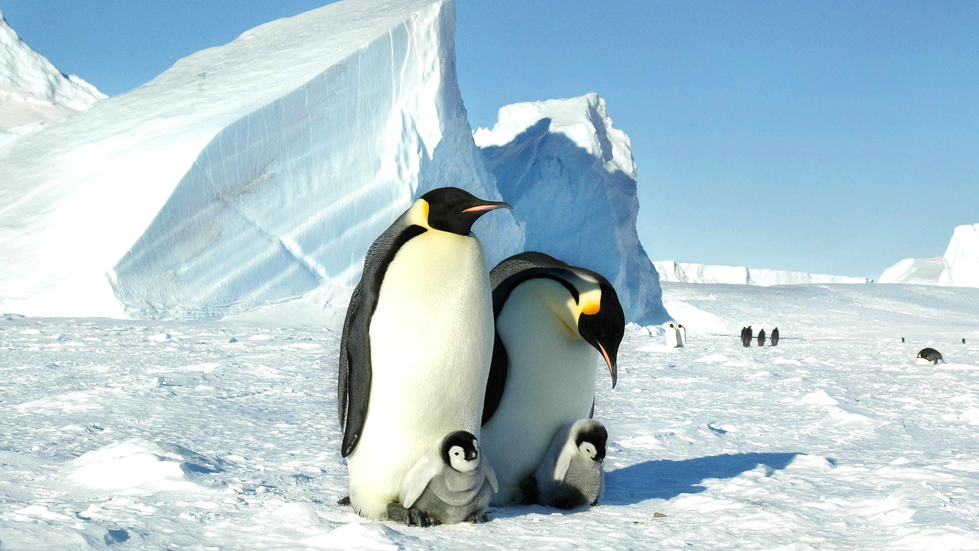 South Georgia & Antarctica