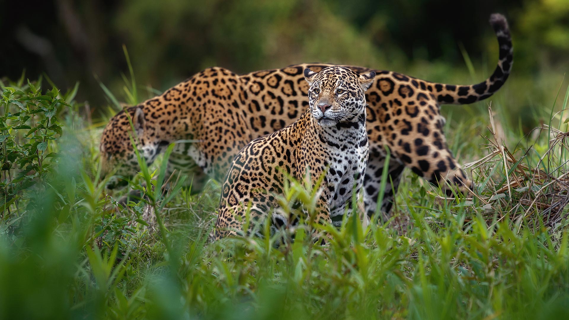 Pantanal, Iguacu & Patagonia