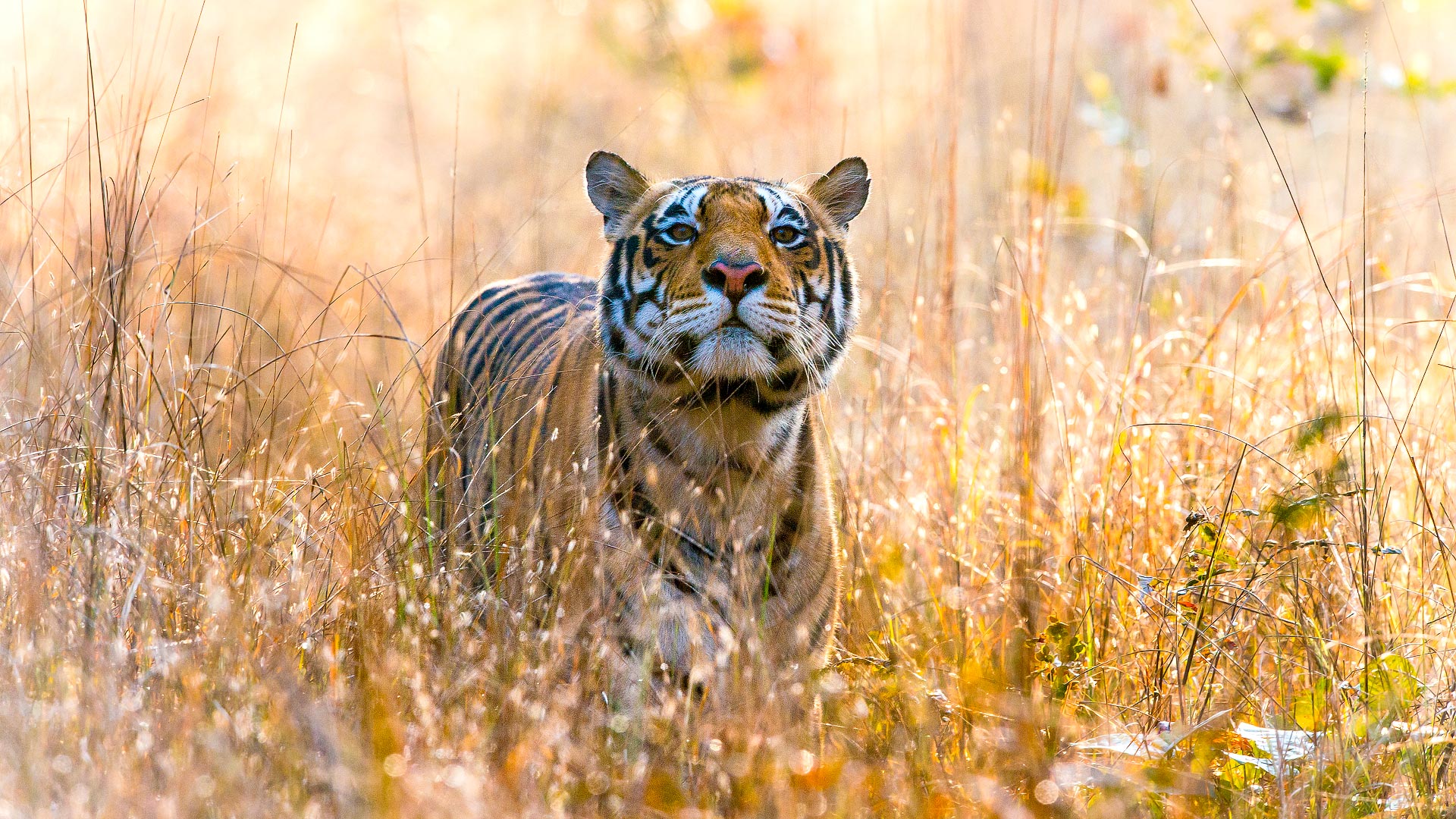 Bhutan & tigers