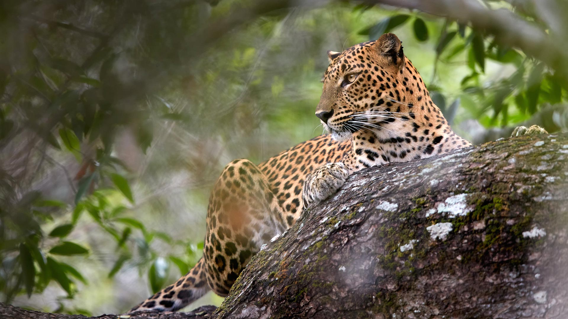 Sri Lanka, India, Bhutan