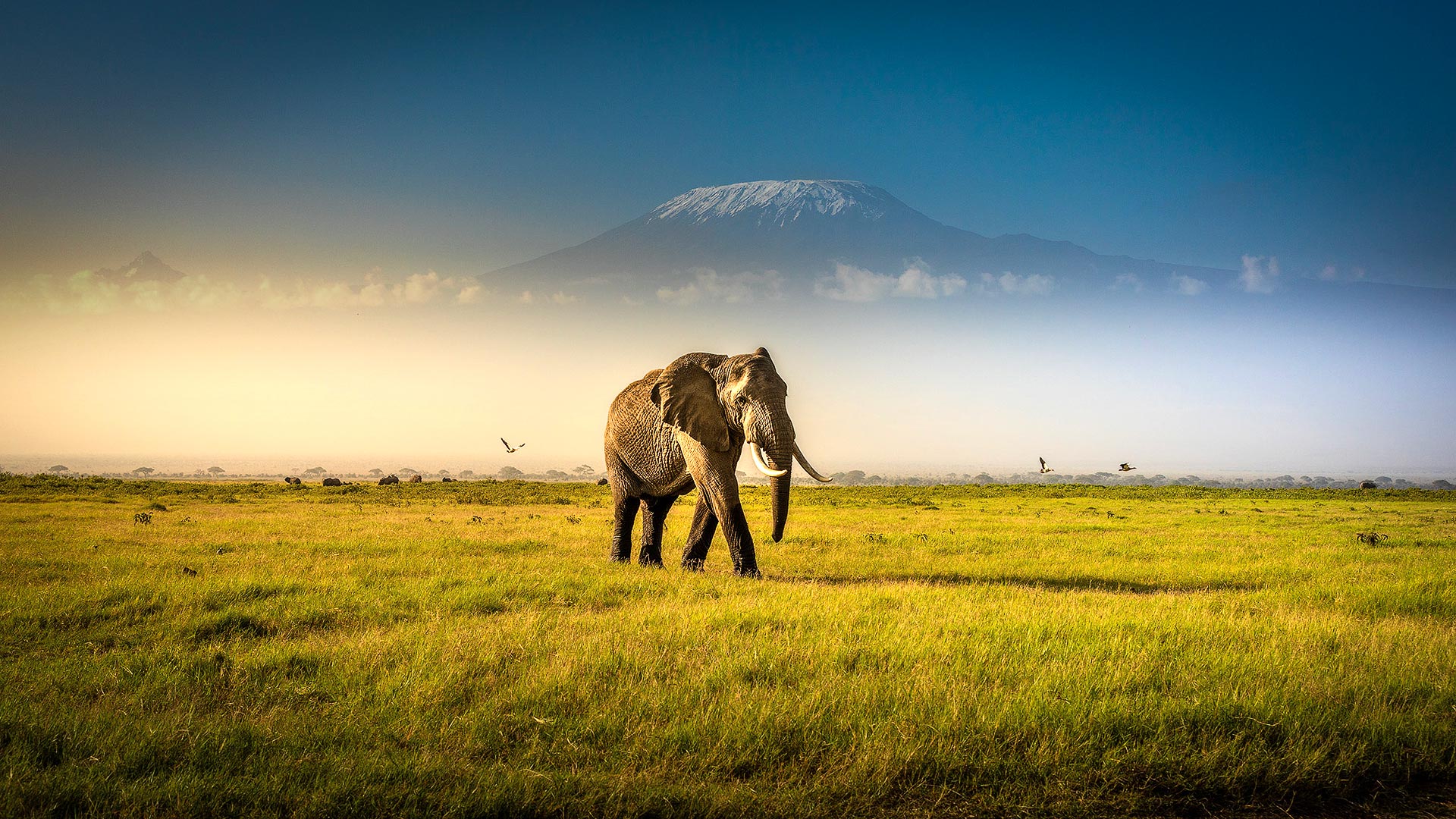 Mara, Serengeti, Falls, Okavango & Cape