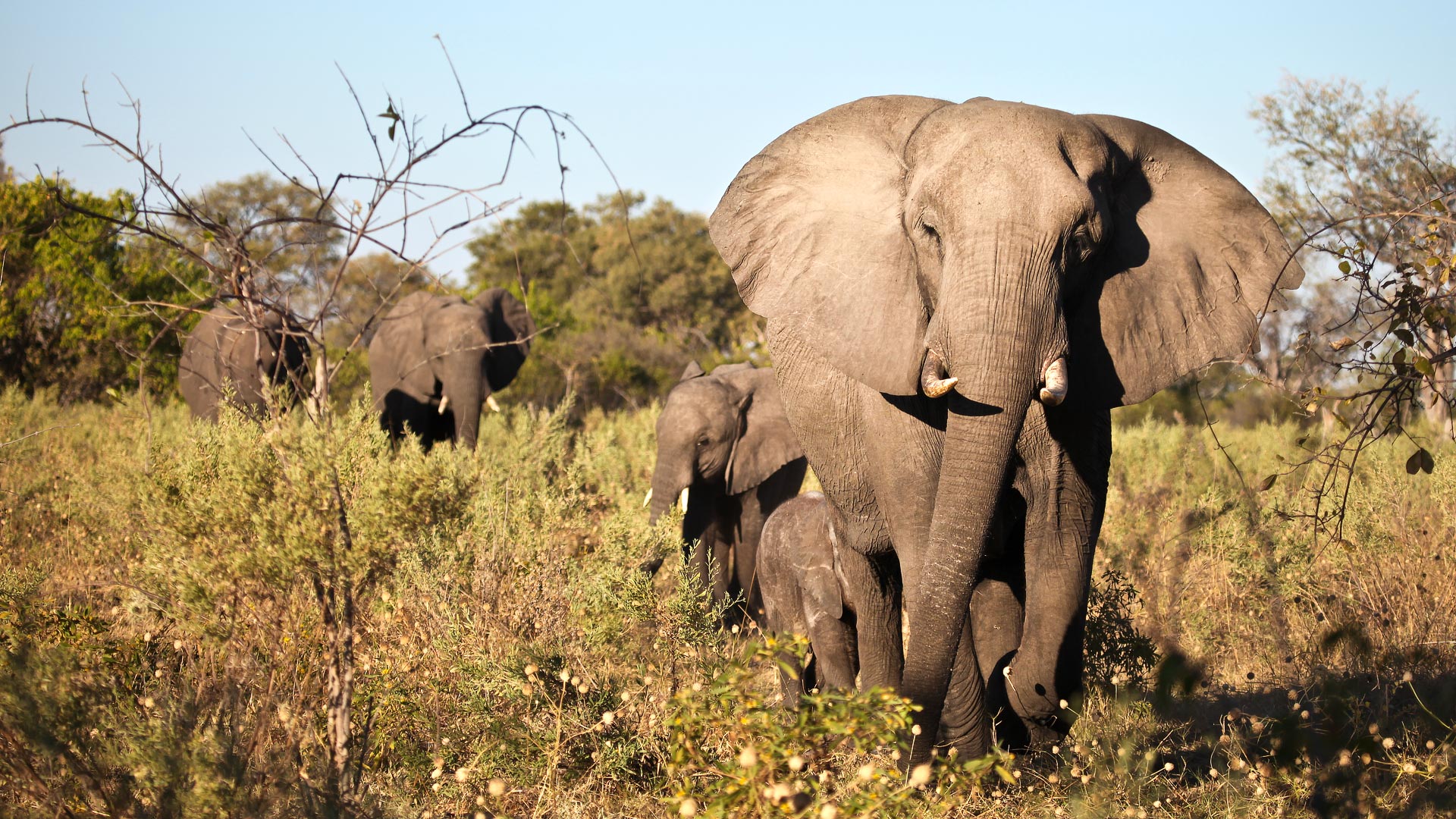 Vic Falls, Okavango & Mozambique