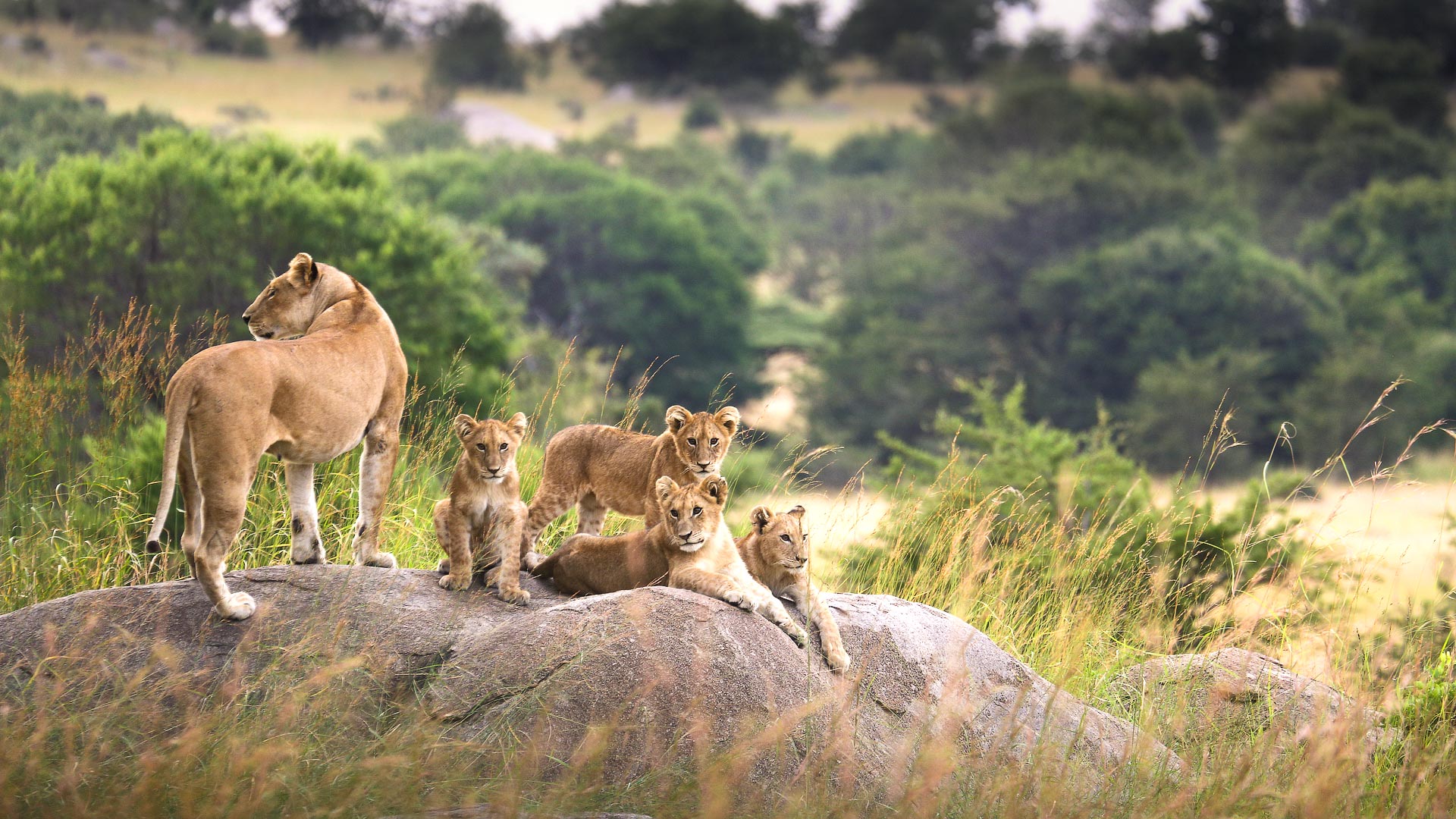 Serengeti, Bots & Cape