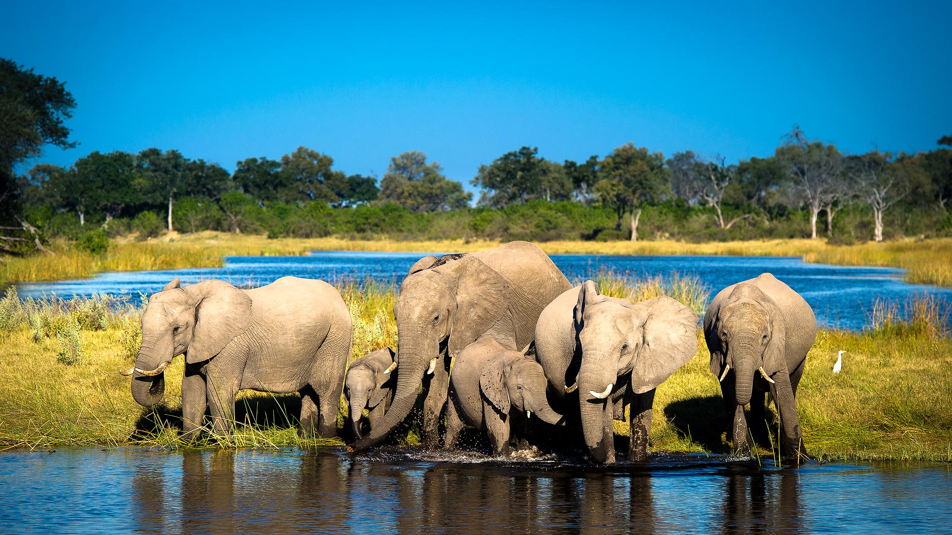 Vic Falls, Bots & Cape