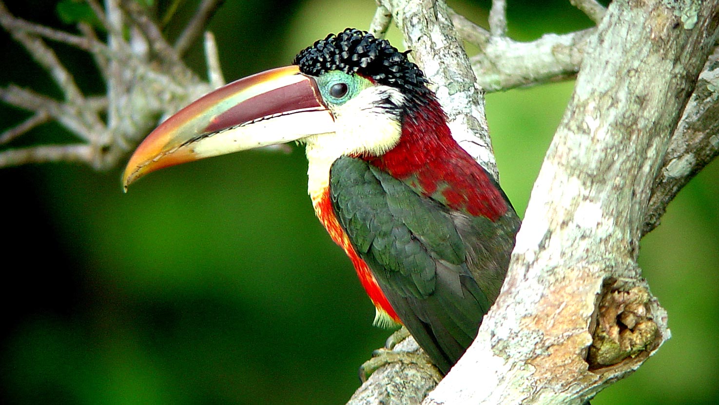 Rio, Amazon & Pantanal