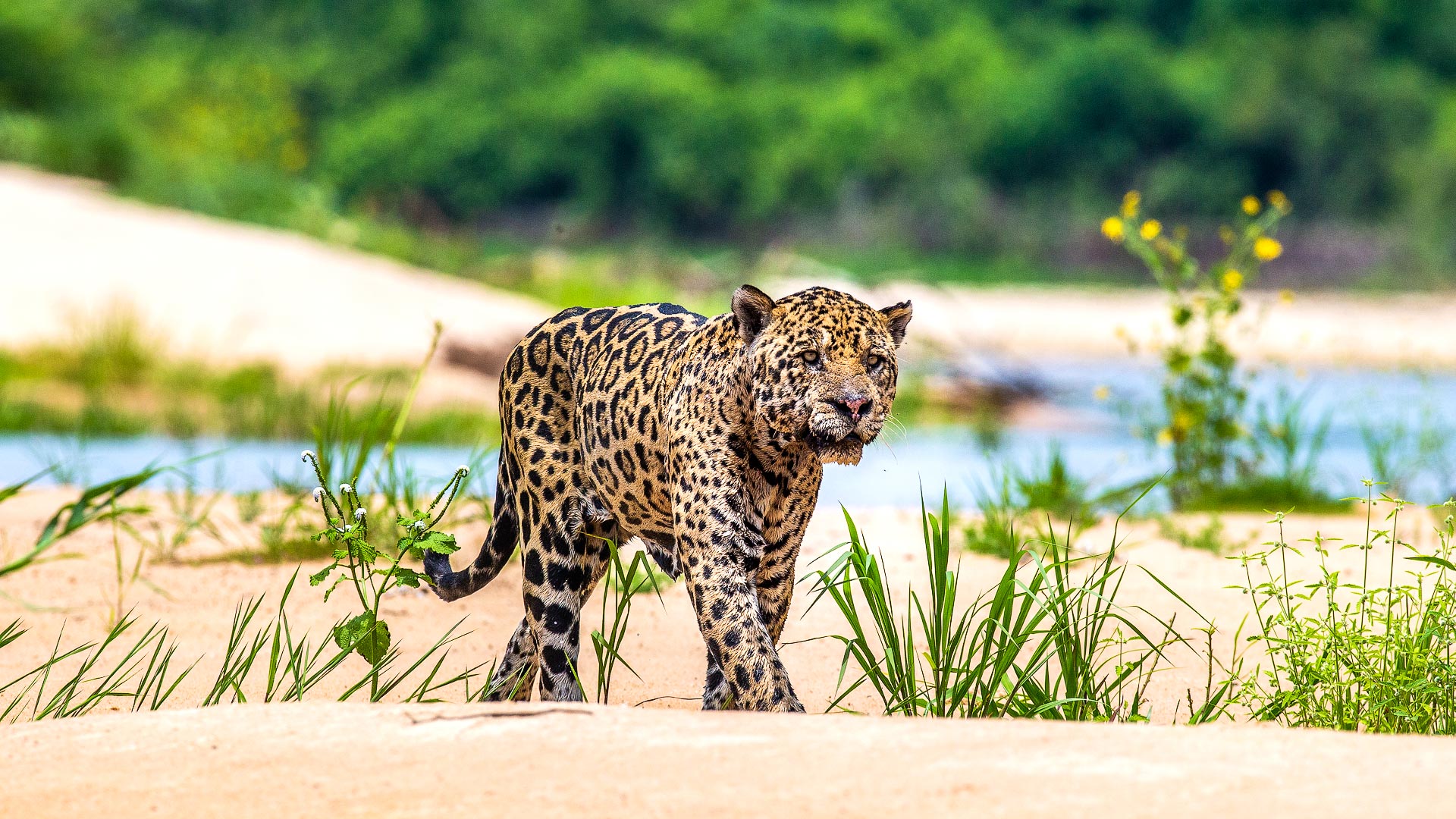 Pantanal