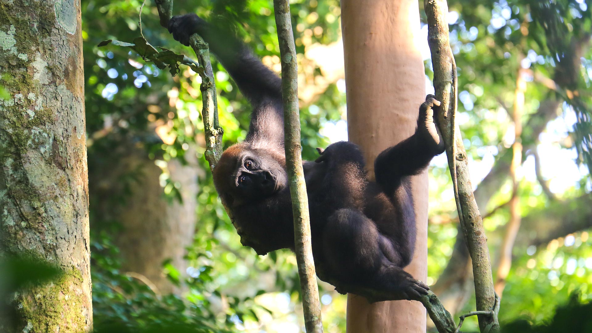 Extended gorillas in Congo