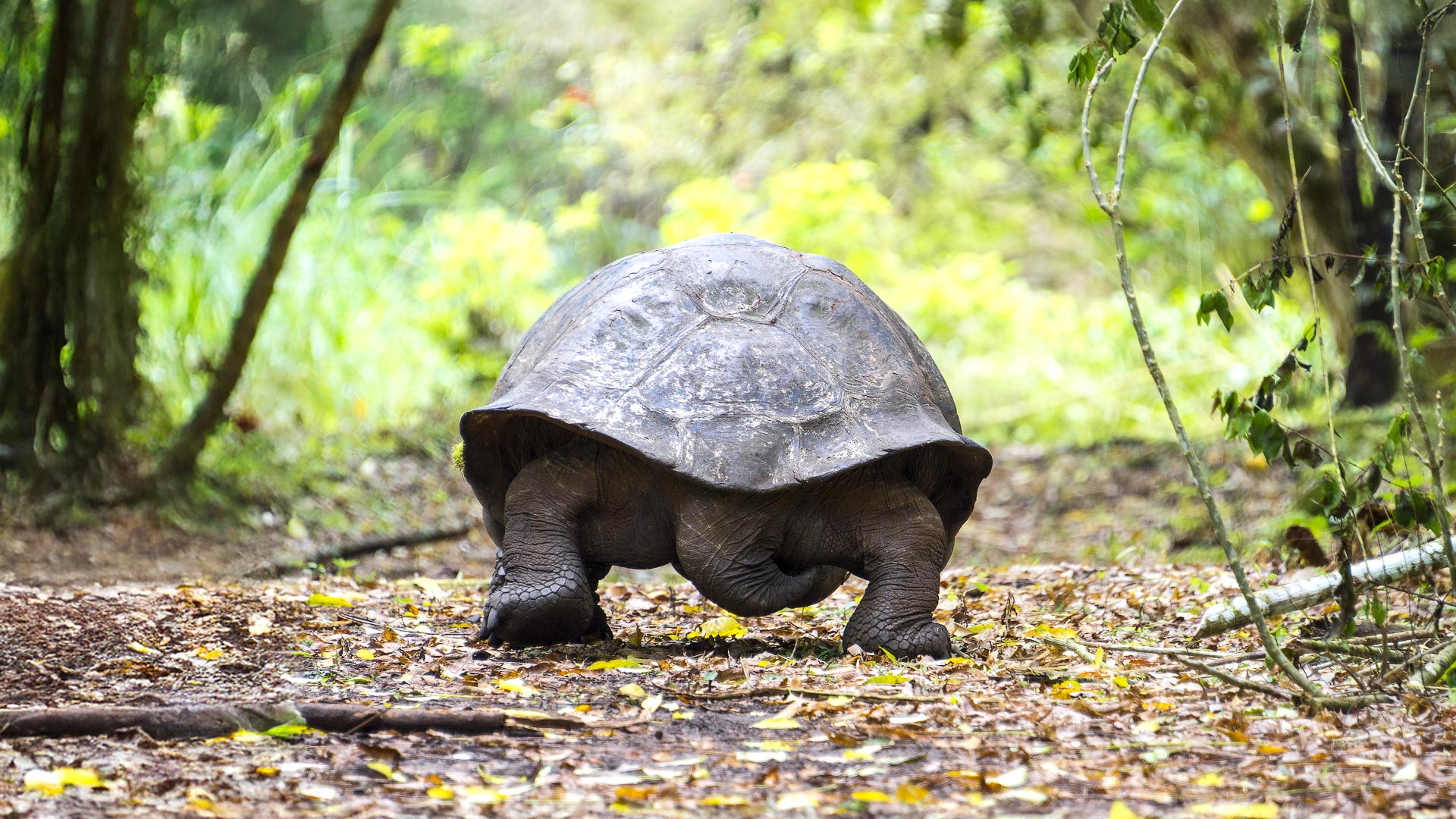 Galapagos in lodges