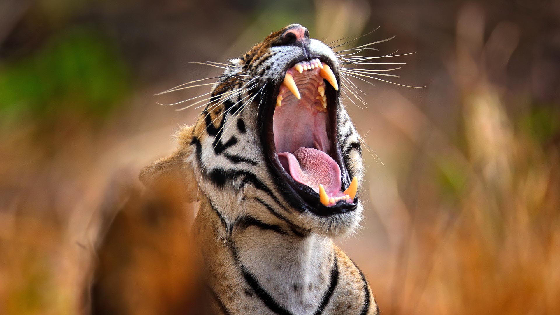 Rajasthan culture & tigers
