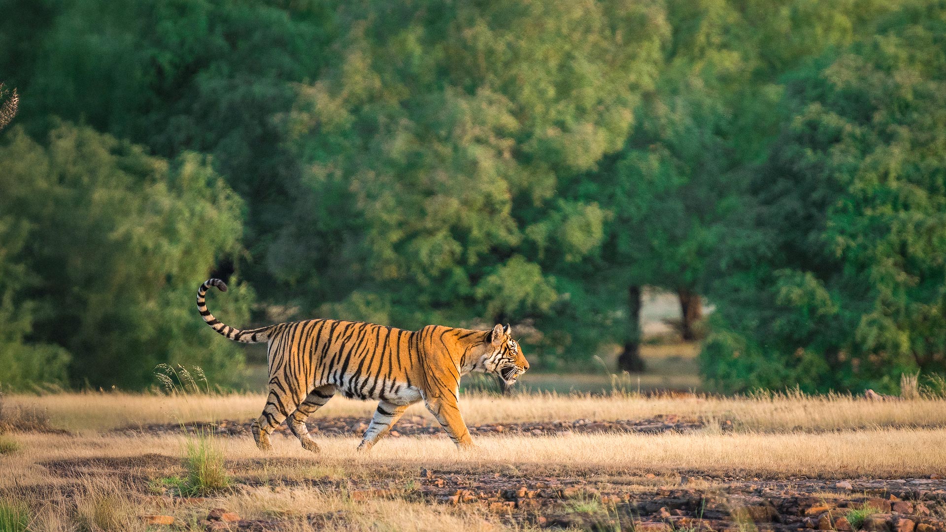 Tigers & Rajasthan