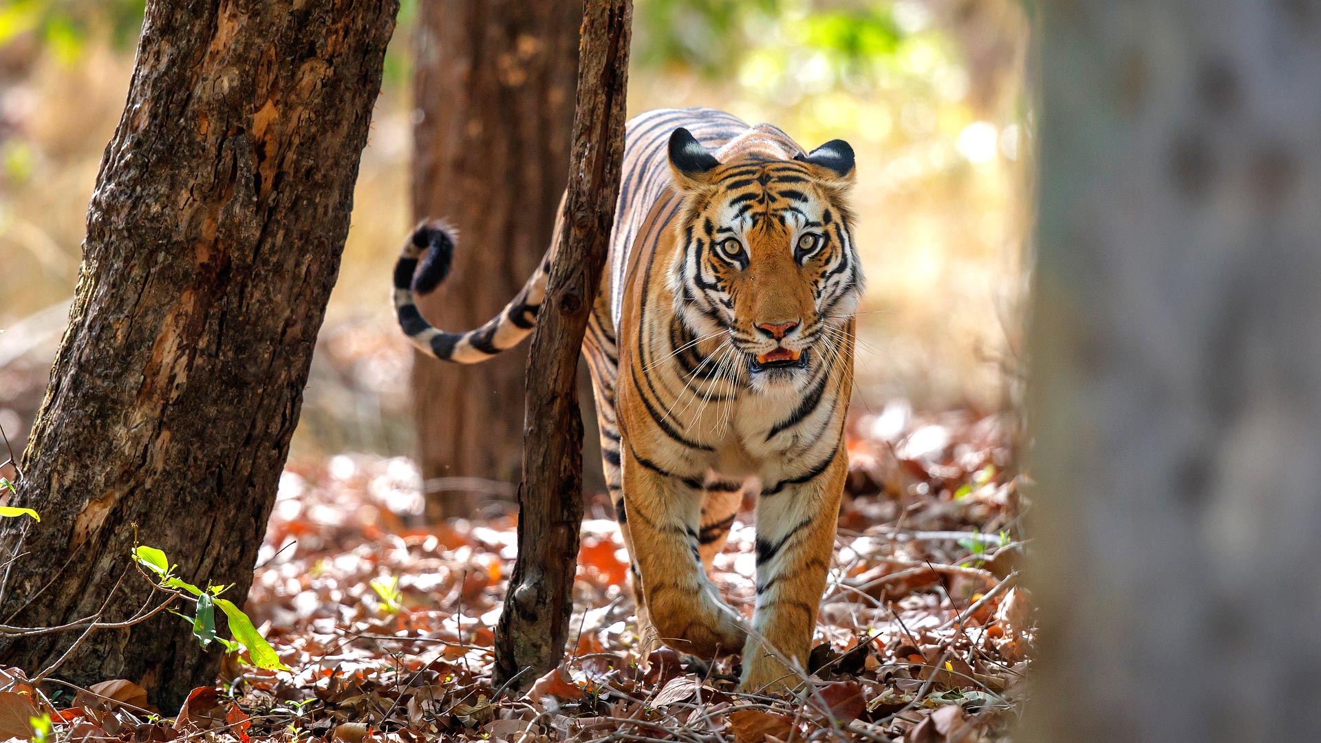 Tiger safari
