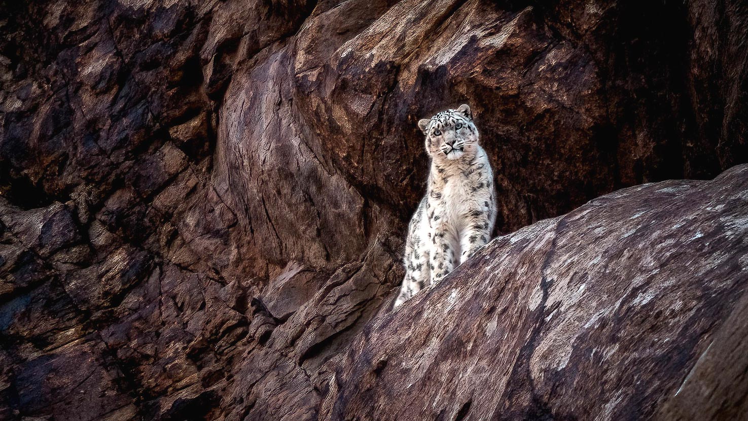 Snow leopard safari