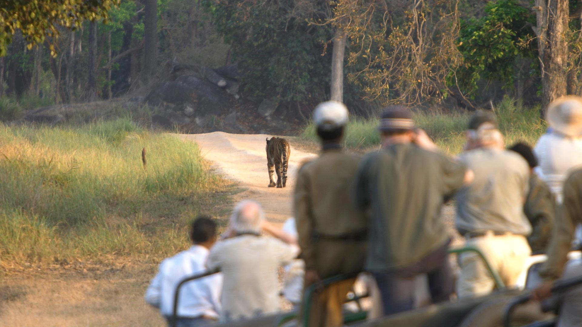Tigers, Rajasthan & beaches
