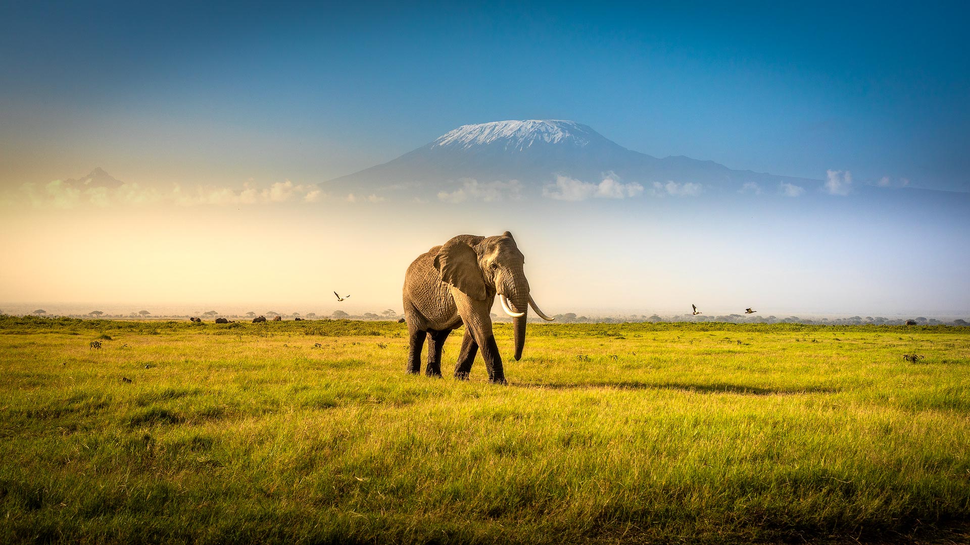 Maasai Mara & Amboseli