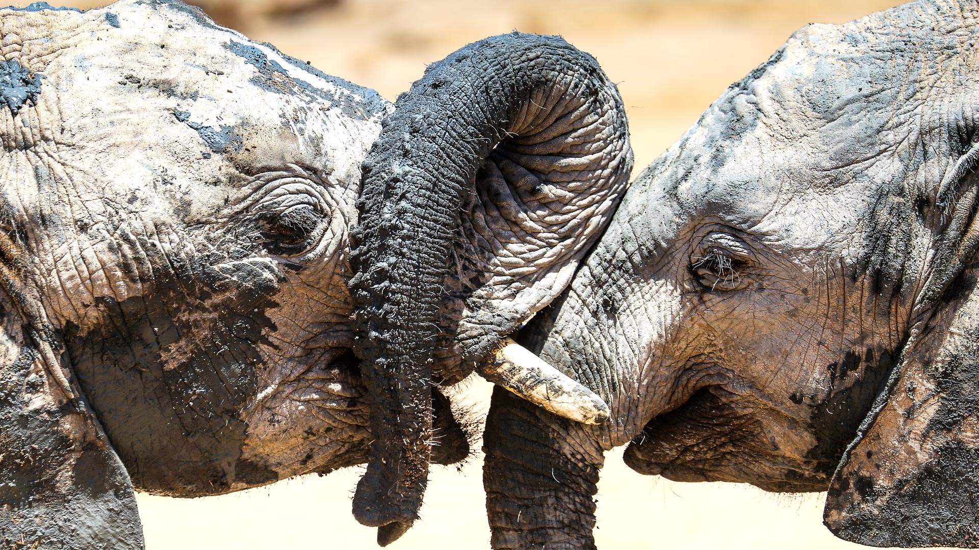 Ithumba, Amboseli & Mara
