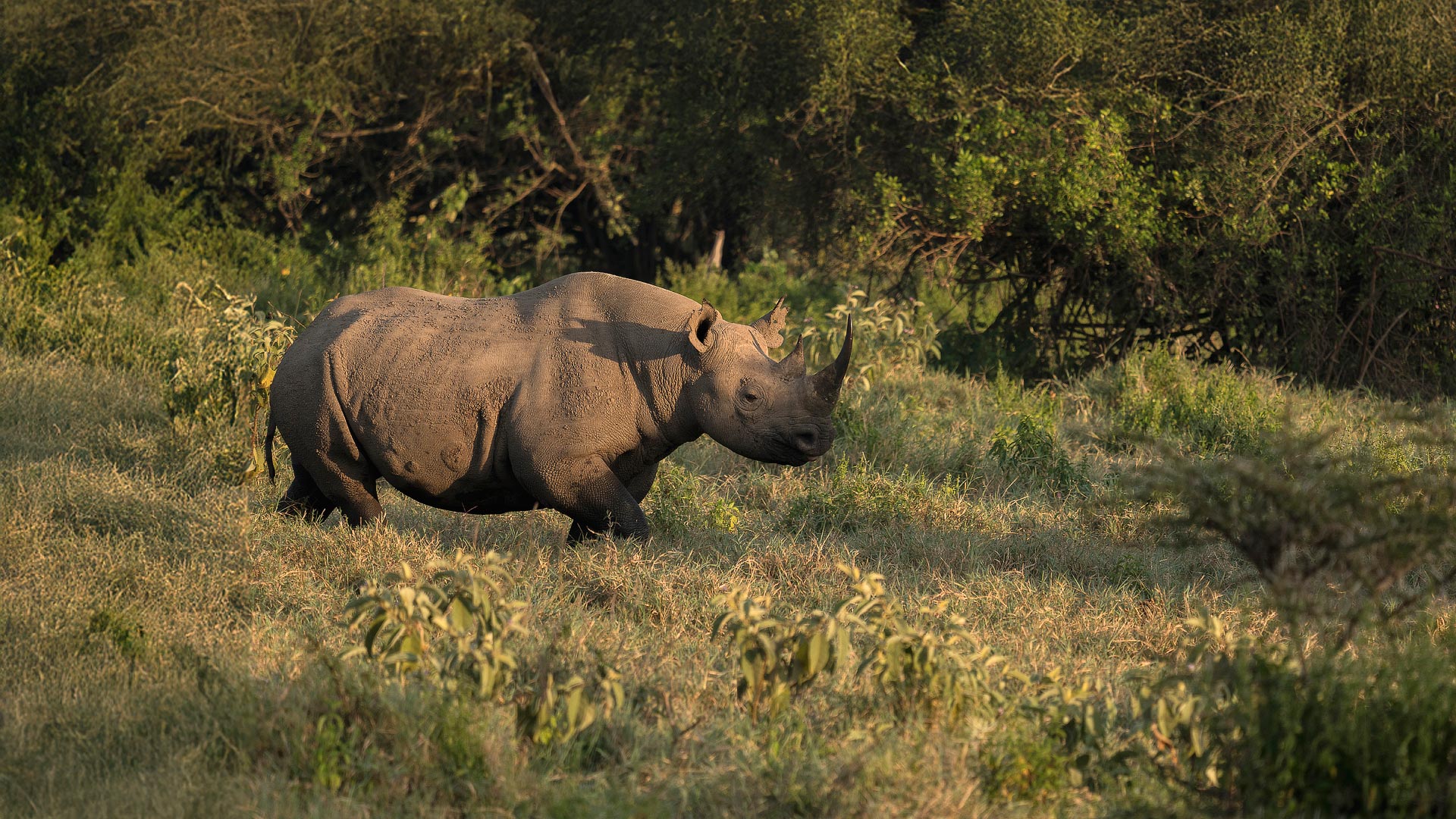 Laikipia, Samburu, Mathew's & Mara