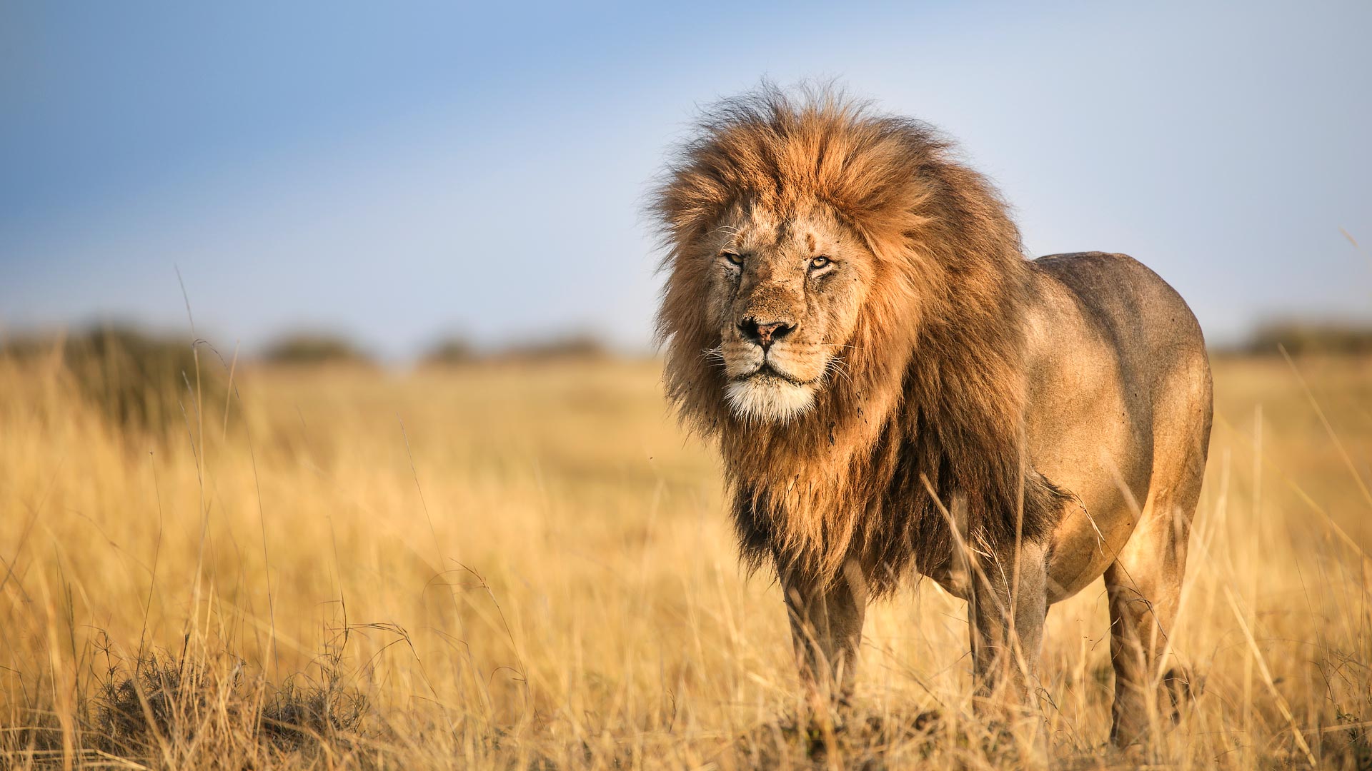Maasai Mara safari