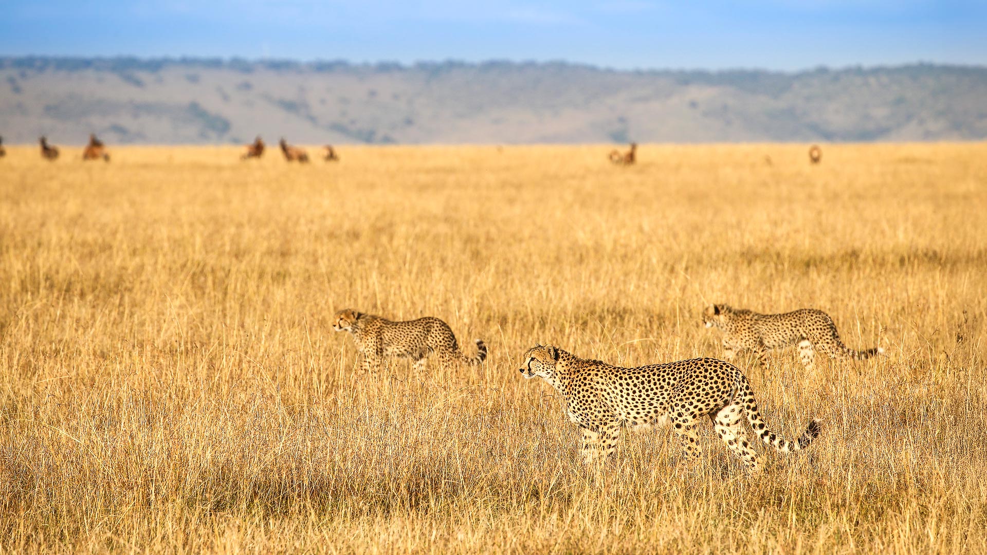 Maasai Mara & Seychelles