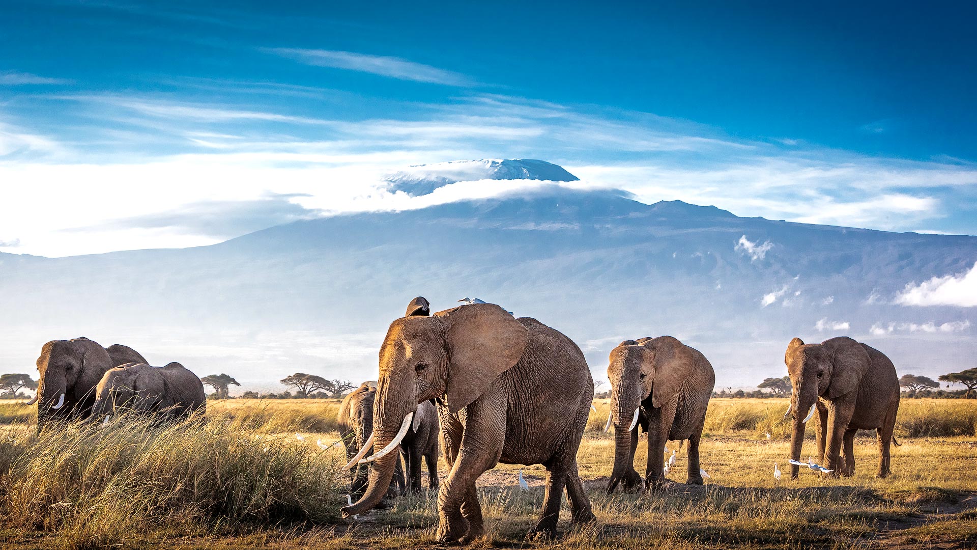 Amboseli, Mara & Seychelles
