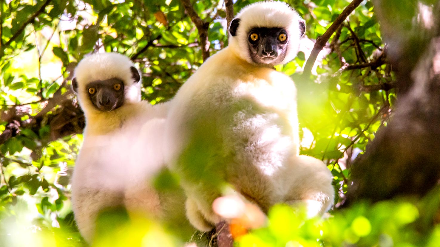 Madagascar, Kruger & Cape