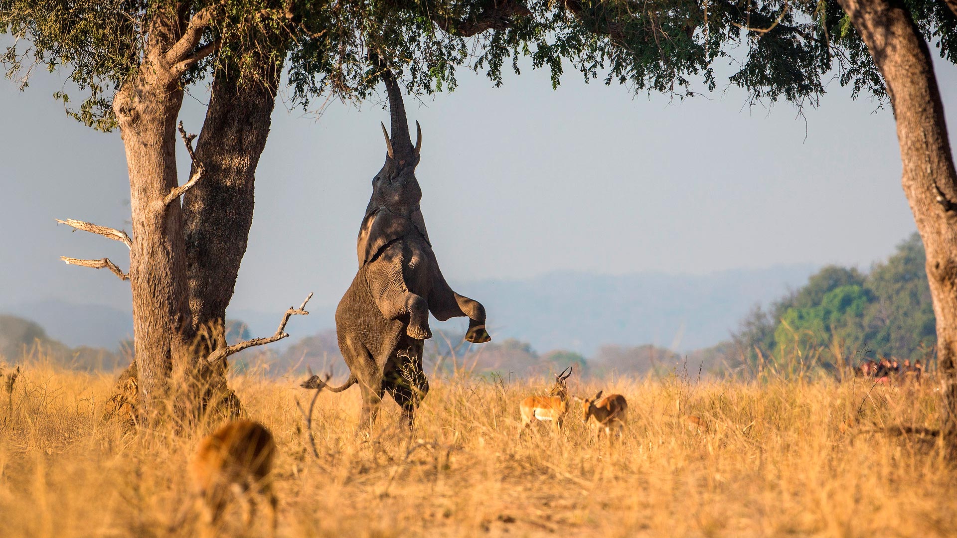 South Luangwa & Lake Malawi
