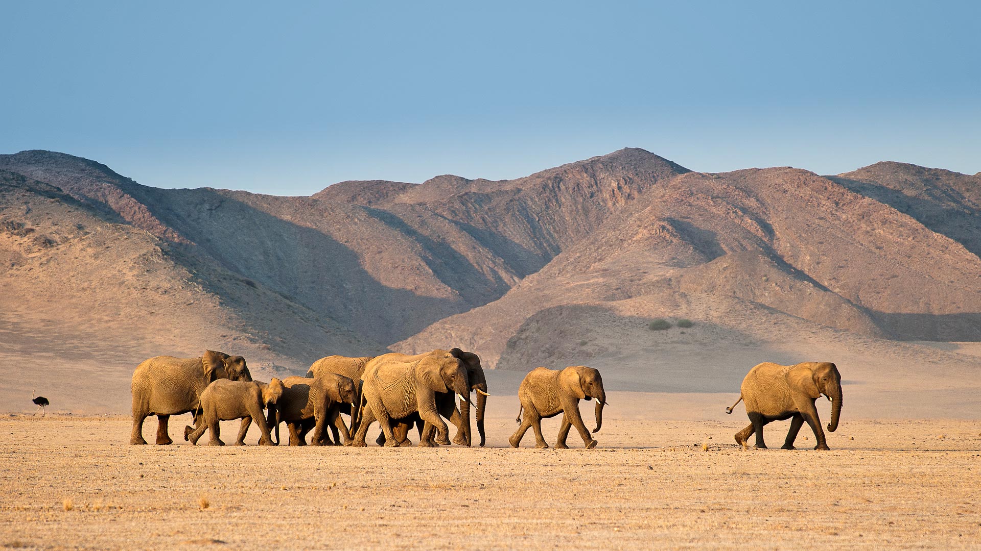 Kruger, Namibia & Cape