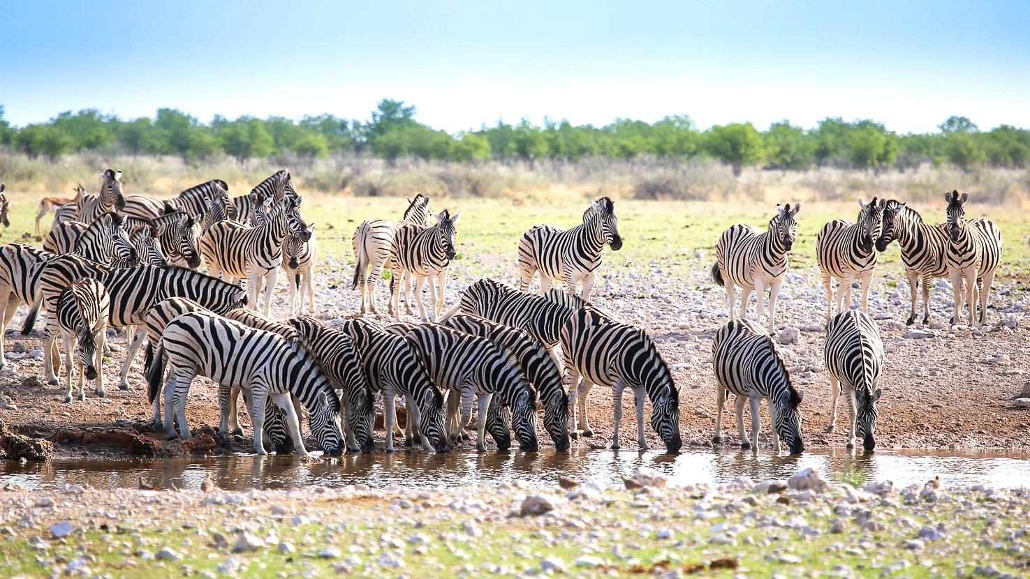 Self-drive Nam, Falls & Hwange