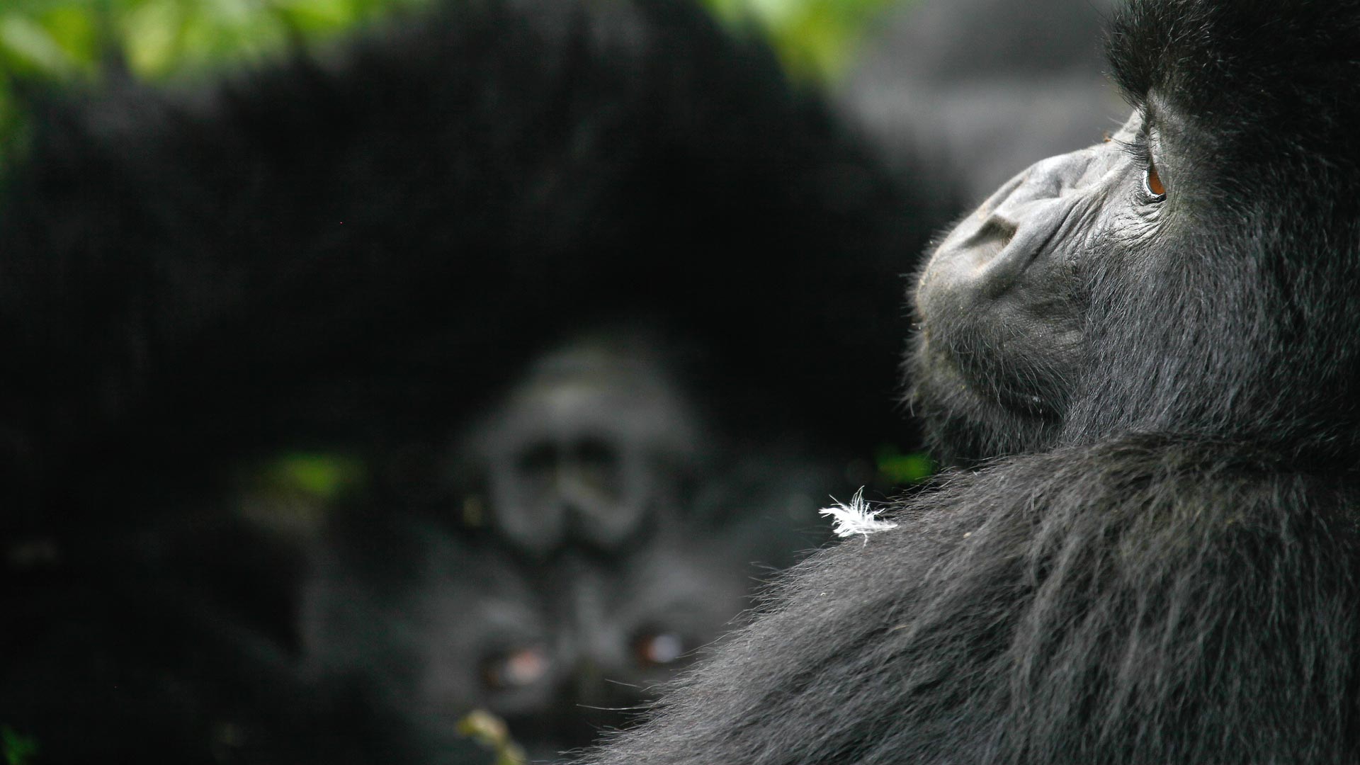 Primates & safari in Rwanda