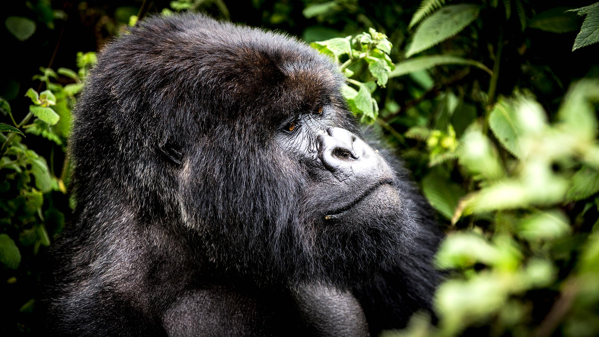 Rwanda gorillas & Serengeti
