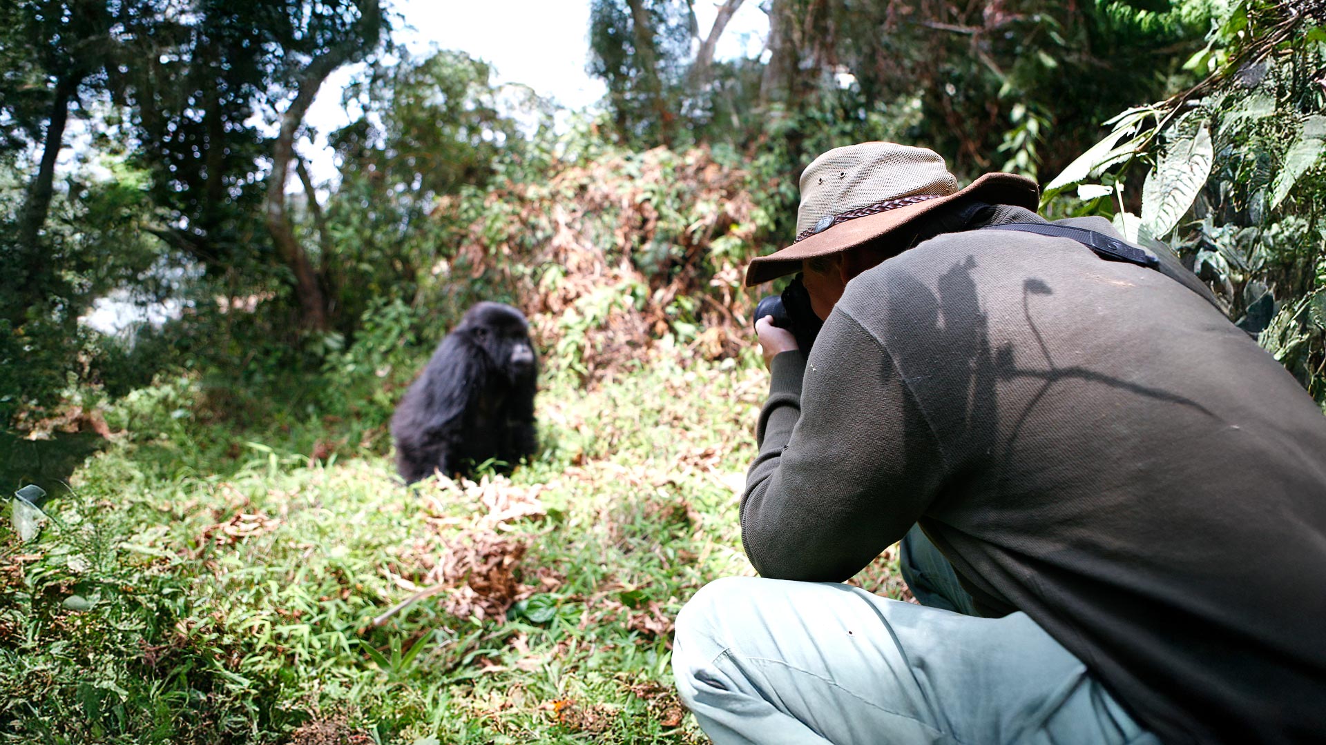 Gorillas in Rwanda & Uganda