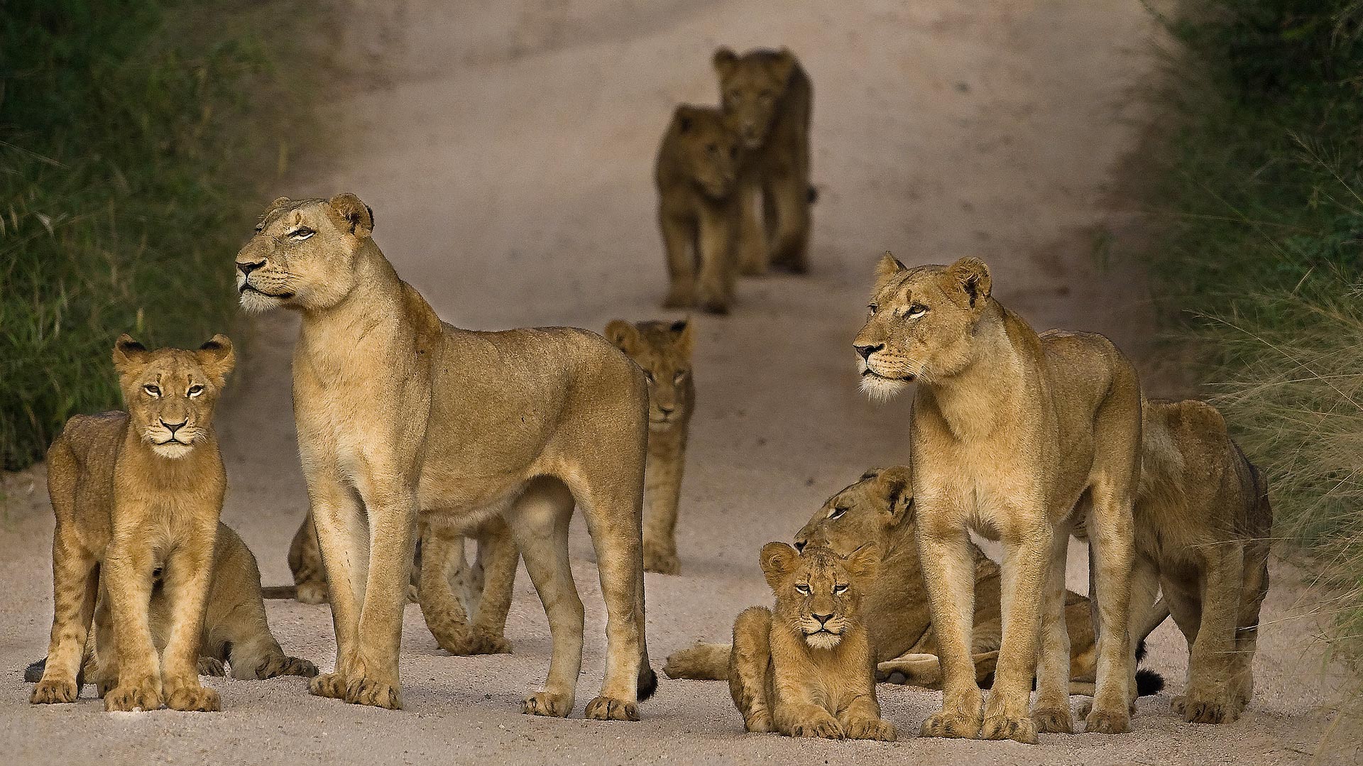 Kruger safari
