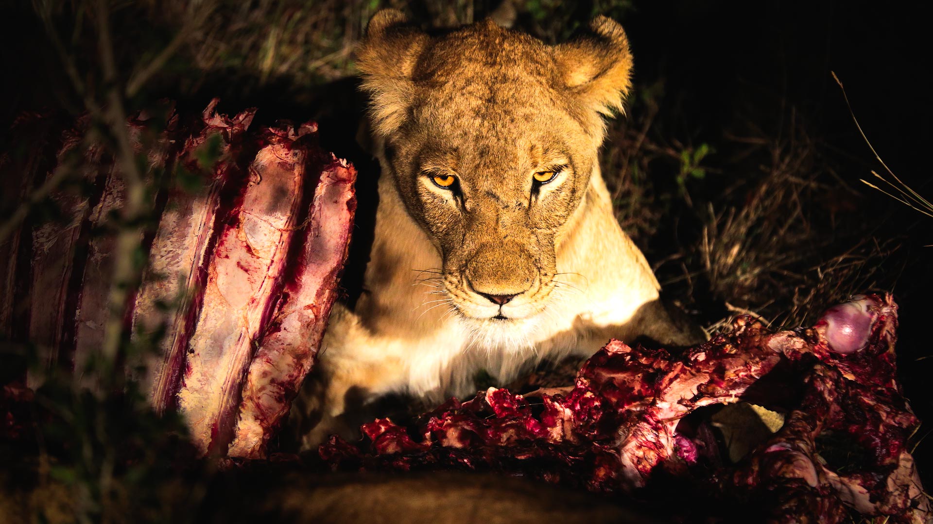 Kruger safari and Cape