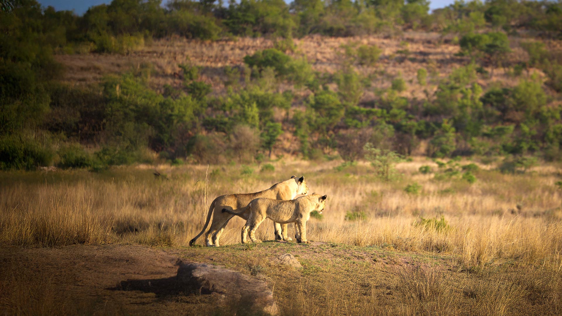 Waterberg safari