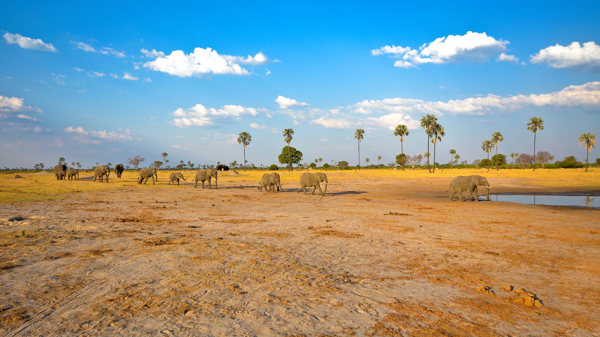 Vic Falls, Hwange & Cape