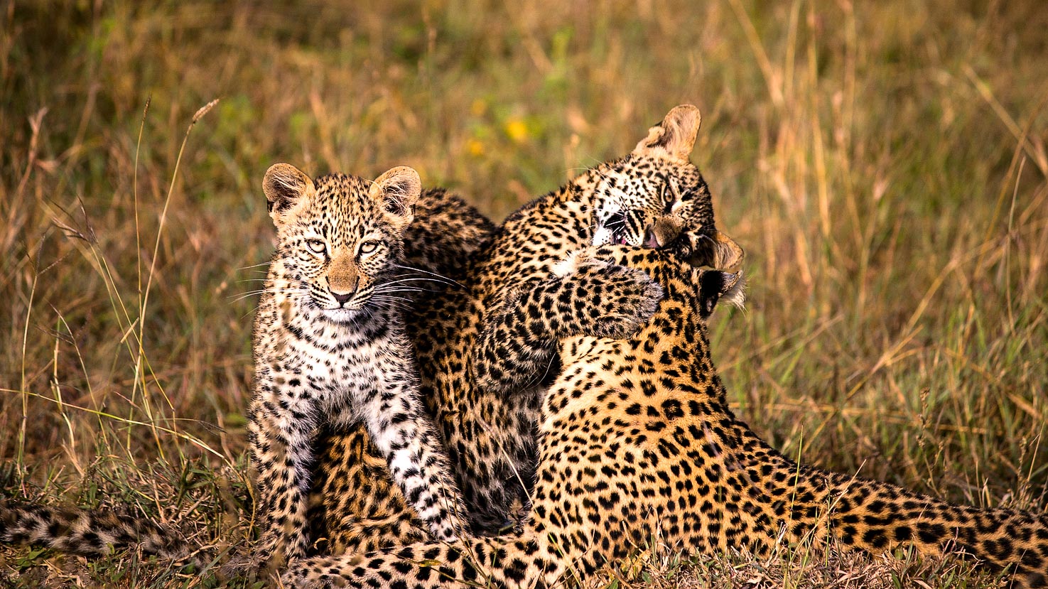Vic Falls, Kruger & Cape