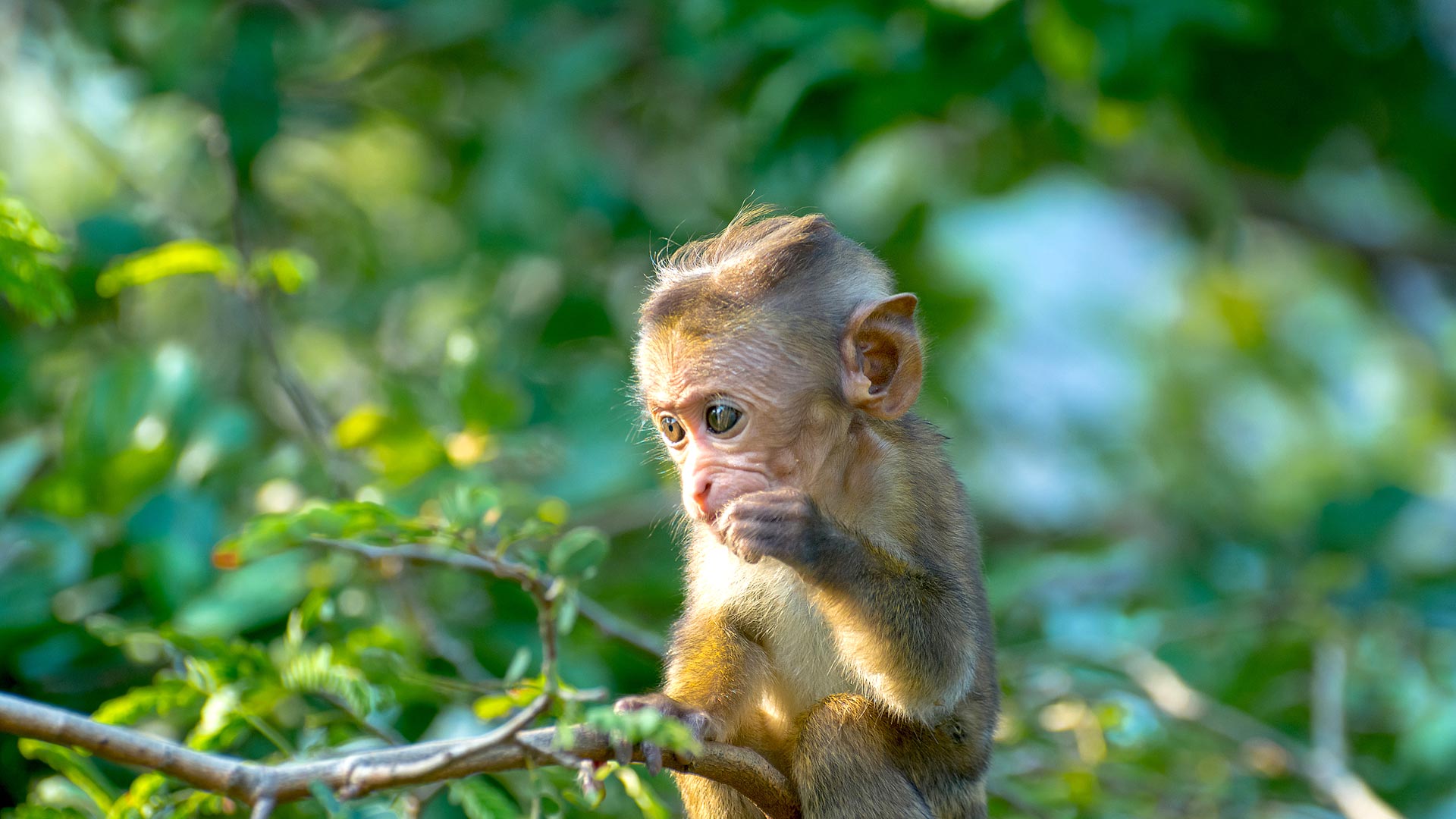 Sri Lanka