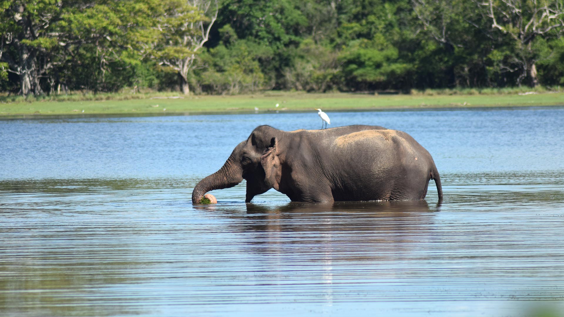 Sri Lanka safari