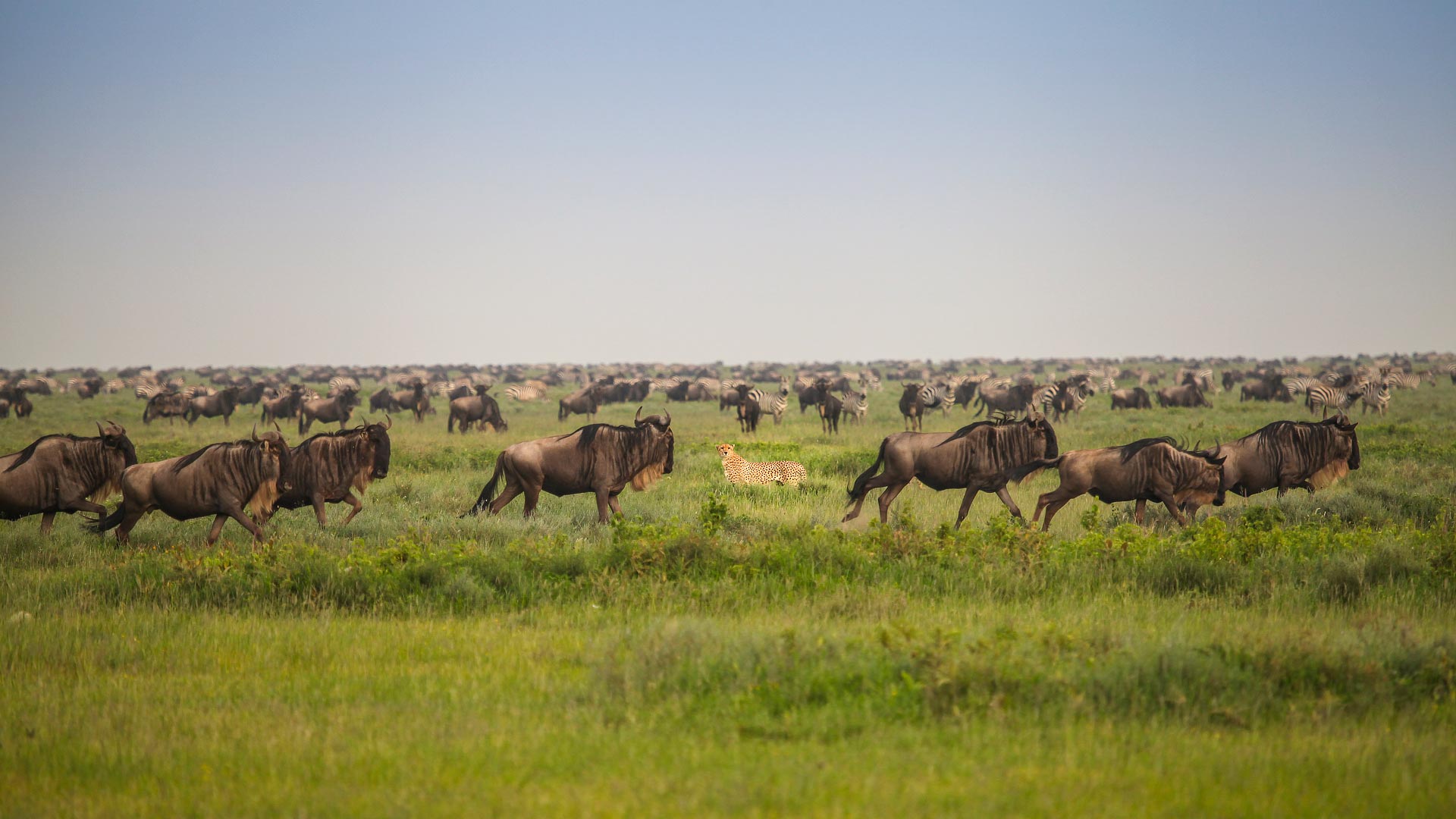 Serengeti, Tarangire & Zanzibar