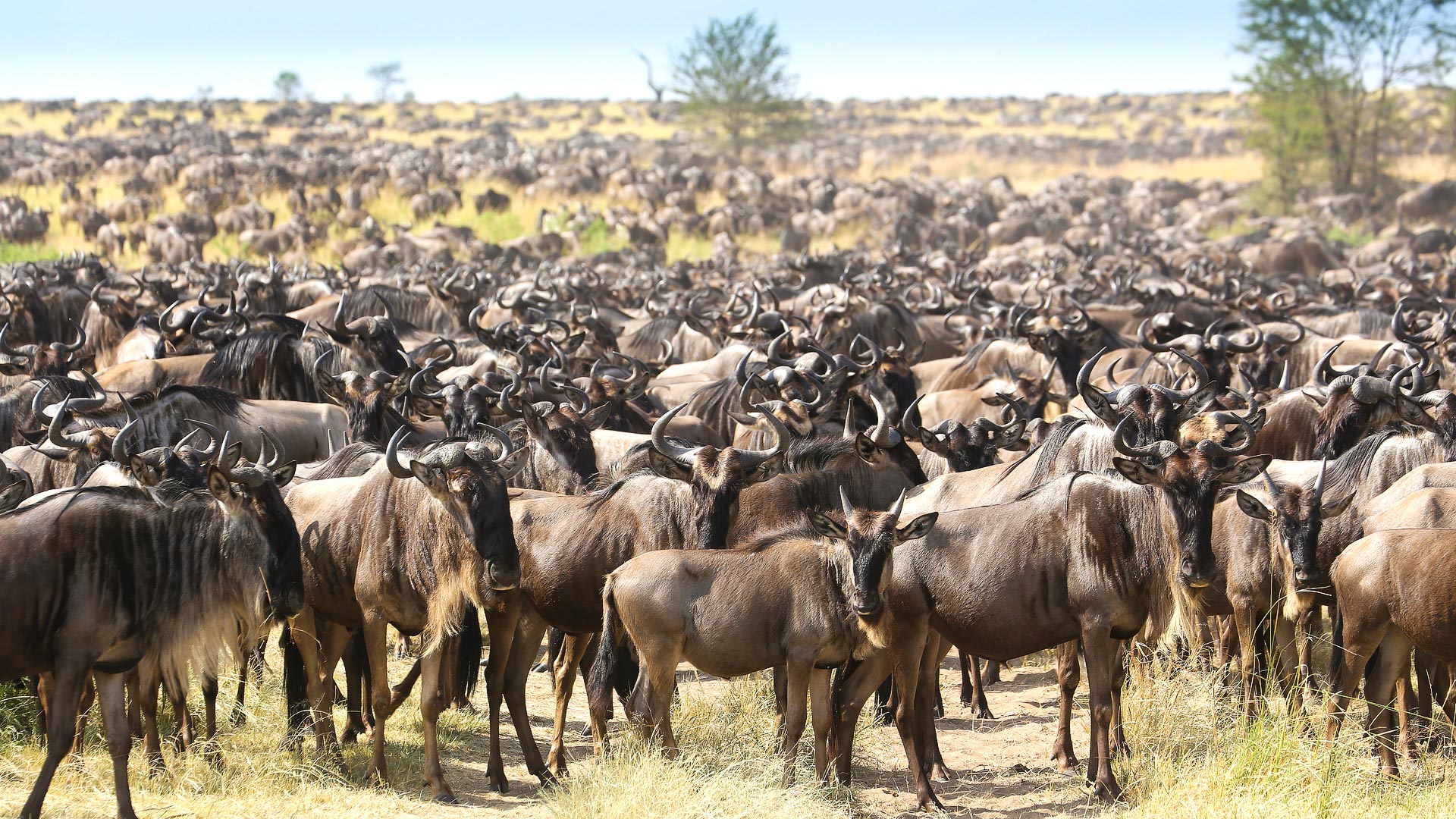 Serengeti safari