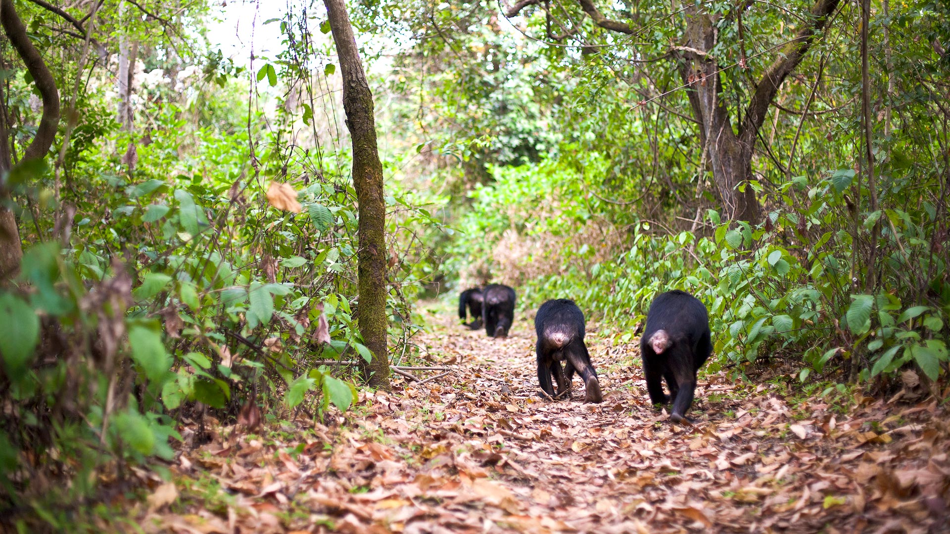 Chimpanzees in Mahale