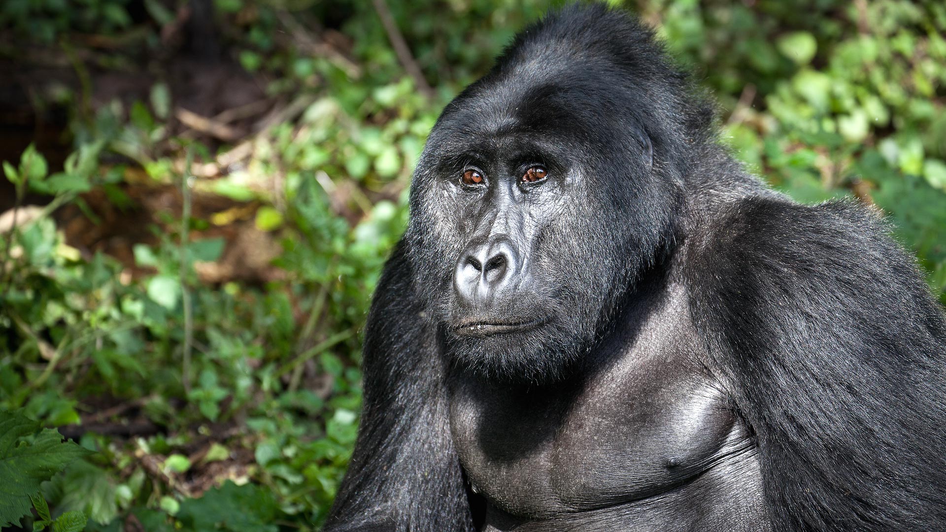 Gorillas, QE & chimps