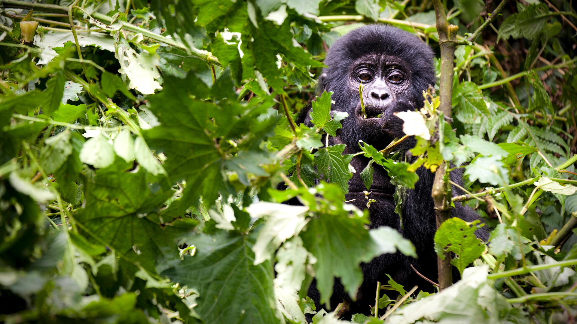 Gorilla safari in Uganda