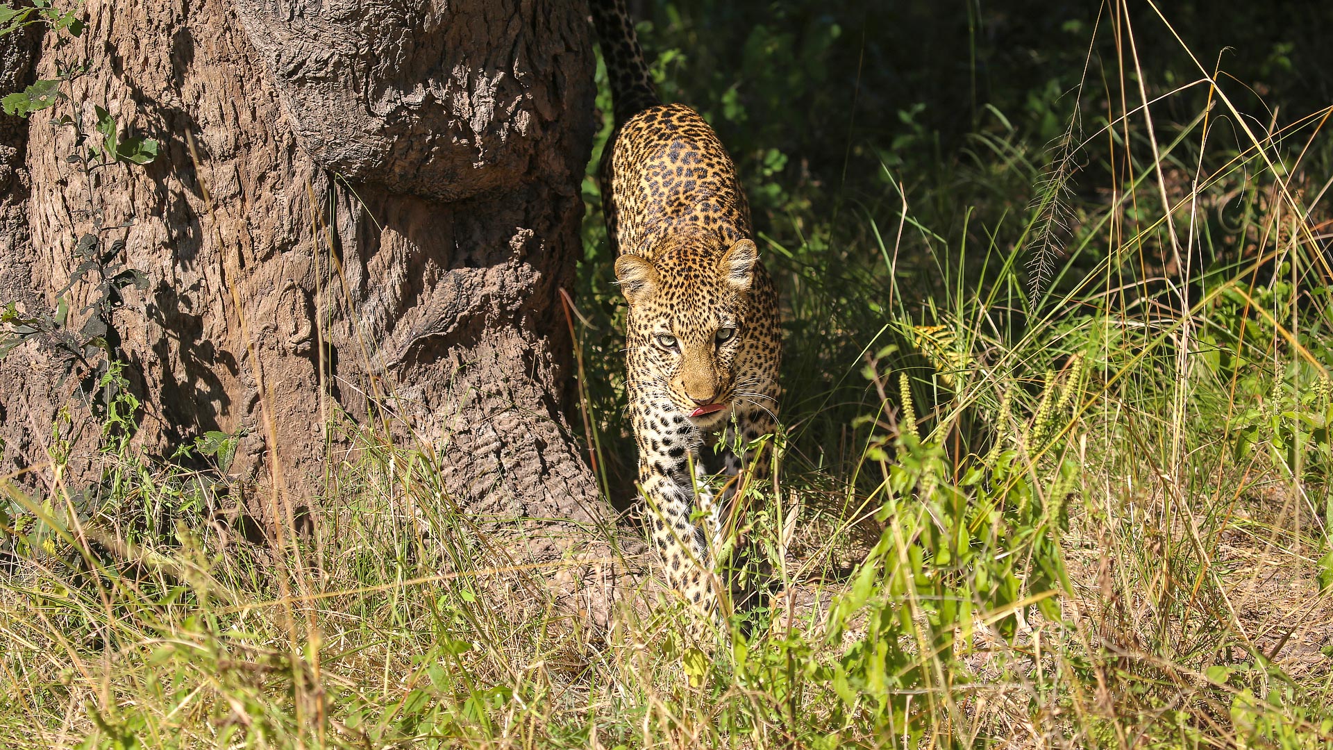 Vic Falls, Luangwa & Zambezi